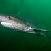Broadnose Sevengill Shark - Photo (c) Erik Schlogl, some rights reserved (CC BY-NC)