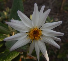 Olearia pannosa