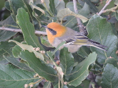 Peucedramus taeniatus
