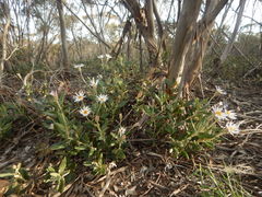 Olearia pannosa