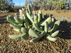 Hereroa latipetala
