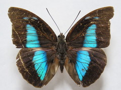Archaeoprepona demophon centralis