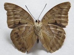 Archaeoprepona demophon centralis