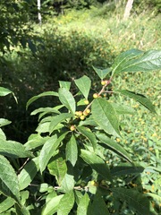Ilex laevigata