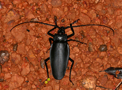 Ctenoscelis coeus
