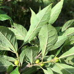 Ilex laevigata