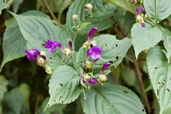Strobilanthes attenuata