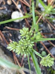 Cyperus nipponicus