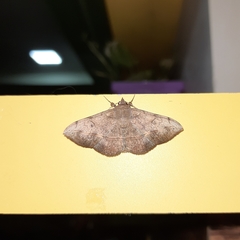 Anticarsia irrorata