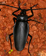 Ctenoscelis coeus