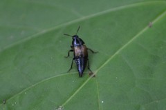 Tachinus fimbriatus