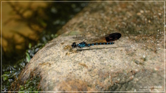 Heliocypha perforata