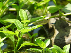 Argia rhoadsi