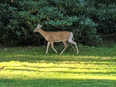 Odocoileus virginianus
