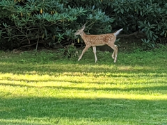 Odocoileus virginianus