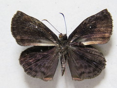 Cycloglypha thrasibulus thrasibulus