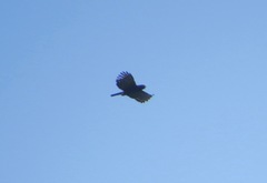 Spizaetus tyrannus