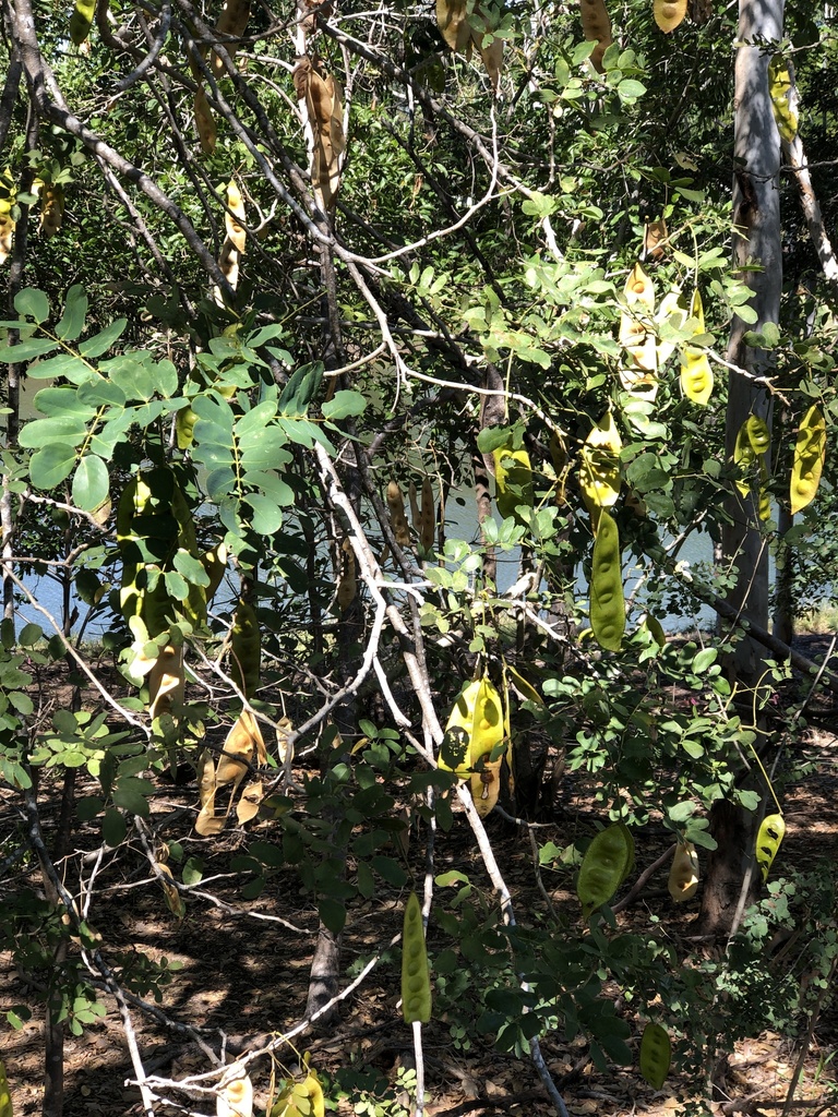 Lebec Tree lebbeck from O'Dowd Street, Mundingburra, QLD, AU on July 26, 2020 at ...