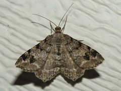 Macaria pinistrobata