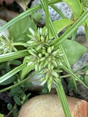 Cyperus nipponicus