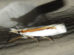 Crambus girardellus