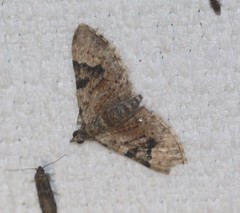 Chloroclystis embolocosma