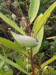 Asclepias syriaca