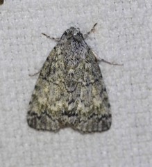 Blenina lichenopa