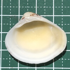 Lioconcha fastigiata