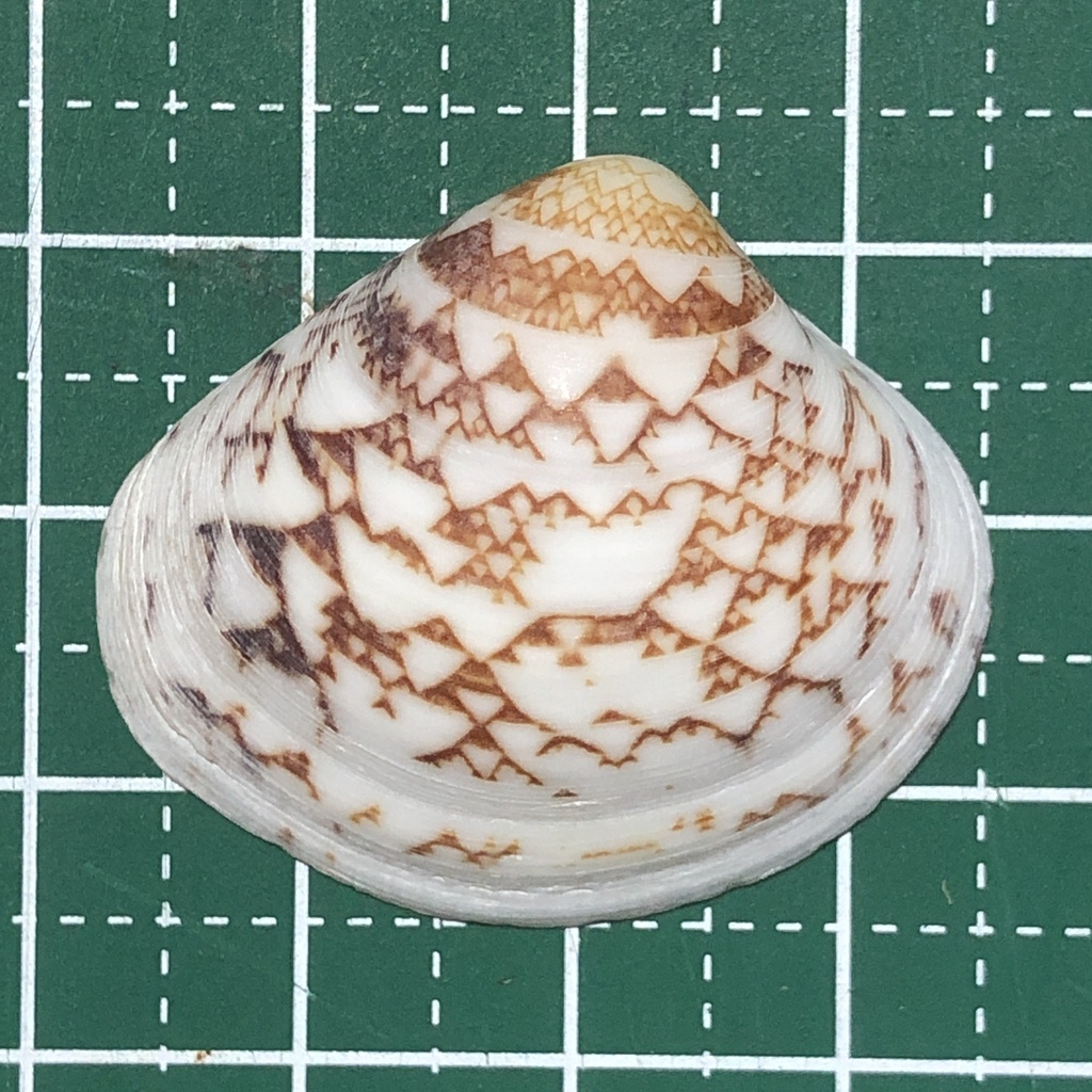 Clam