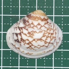 Lioconcha fastigiata