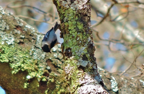 Miombo Tit (Melaniparus griseiventris), photo 4