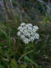 Selinum carvifolia