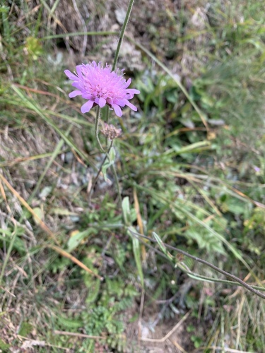 Knautia transalpina (Knautia transalpina)