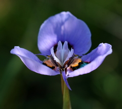 Moraea villosa