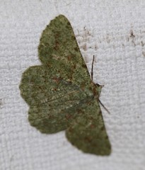 Aeolochroma viridicata