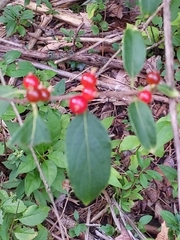 Lonicera