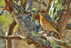 Monticola angolensis