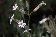 Silene bernardina