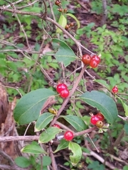 Lonicera