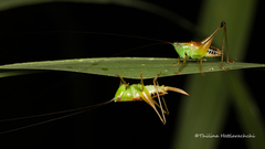 Conocephalus signatus