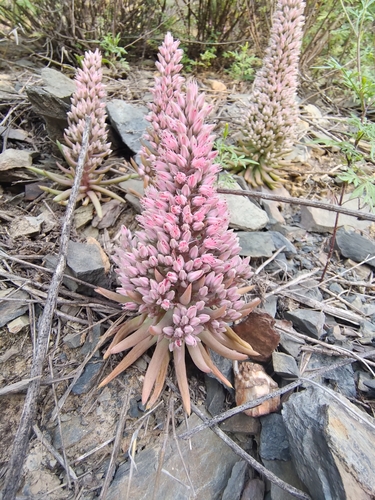 Orostachys fimbriata