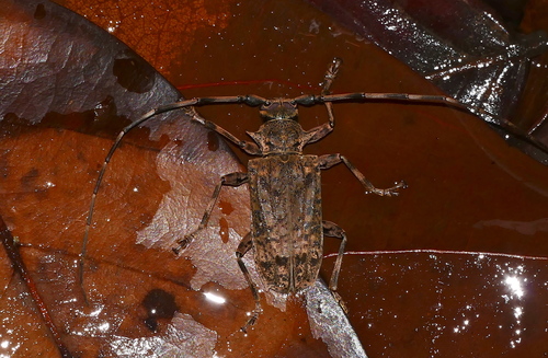 Polyrhaphis angustata