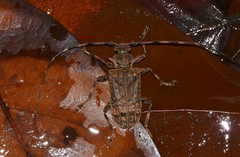 Polyrhaphis angustata