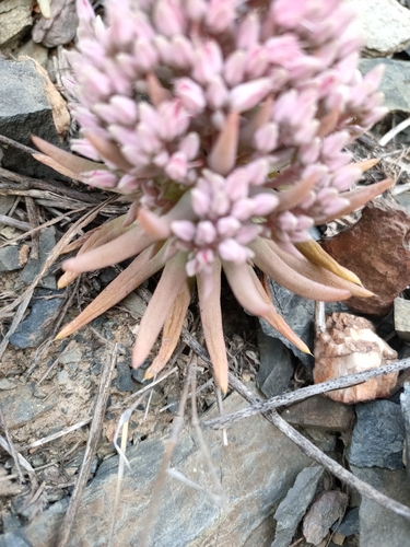 Image of Orostachys fimbriata by (c) zhangshen, some rights reserved (CC BY)