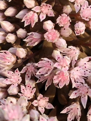 Image of Fimbriate Rock Pine (Orostachys fimbriata) by (c) zhangshen, some rights reserved (CC BY)