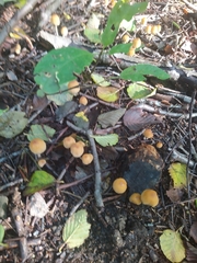 Coprinellus subdisseminatus