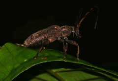 Polyrhaphis angustata