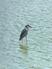 Nycticorax nycticorax