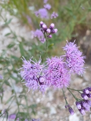 Saussurea japonica